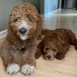 Goldendoodles from Goldendoodle MI