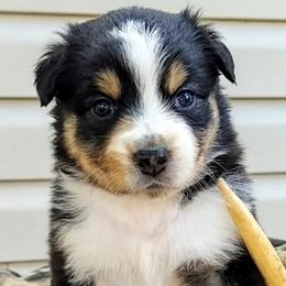 Girl 1 - Black tri-color Australian Shepherd puppy in Belews Creek, North Carolina from Tilley's Aussies