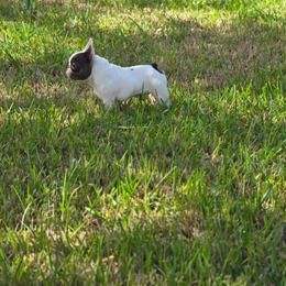 French Bulldog puppies from GulfCoastKennels