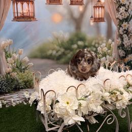 Princeton - Dapple male Dachshund puppy in Call, Texas from Dachshund D’Amore