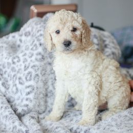 Girl 1 - Poodle puppy in Oklahoma from Rosebud Kennels