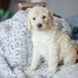 Girl 1 - Poodle puppy in Oklahoma from Rosebud Kennels