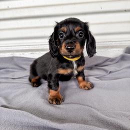 Dachshund Puppies from EB's Cajun Lil' Doxies