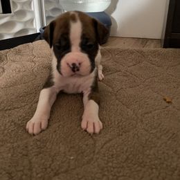Boxer Puppies from Caprock Boxers