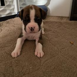 Boxer Puppies from Caprock Boxers
