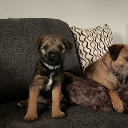 Border Terrier Puppies from Wendi Donaldson