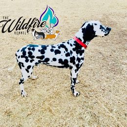 General - Dalmatian