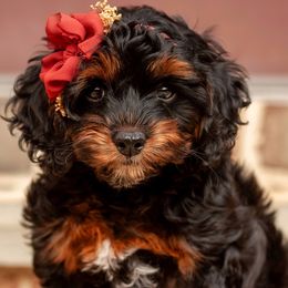 CakePop - Black and tan female Cockapoo puppy in Mt Bethel, Pennsylvania from Stasia’s Cutiepoos