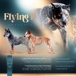 Australian Cattle Dog puppies from Flying D Kennels