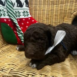 Neyland - Chocolate male Labradoodle puppy in Camden, North Carolina from Oopsie Doodles of NC