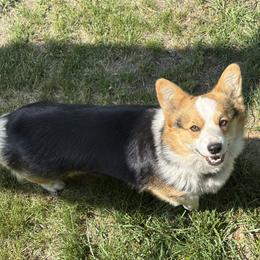 Tully - Pembroke Welsh Corgi