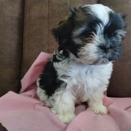 Havanese and Shih Tzu Puppies from Gnomies Furry Friends