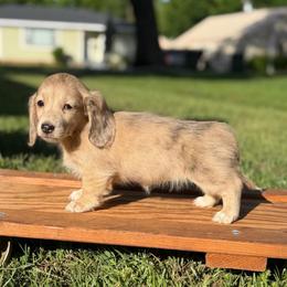 Peach - Dachshund