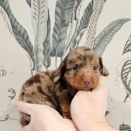 Cherry - Dapple female Dachshund puppy in Anderson, California from Plum Fields Dachshunds