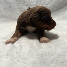 Sierra - Red tri female Miniature Australian Shepherd puppy in New London, Minnesota from Broken T Australian Shepherds
