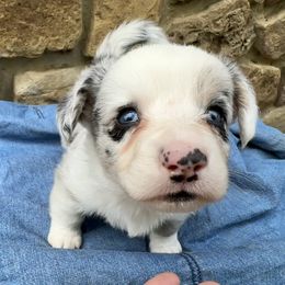 Merle boy 1 - Brindle merle and white male Cardigan Welsh Corgi puppy in Clinton, Tennessee from High Hopes Farm