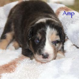 Amp - Blue merle male Australian Shepherd puppy in Coldwater, Michigan from Northern Star Australian Shepherds