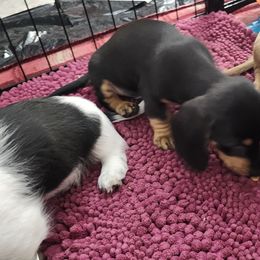 Dachshund Puppies from Happy Acres  Miniature Dachshunds