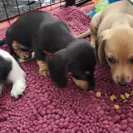 Dachshund Puppies from Happy Acres  Miniature Dachshunds