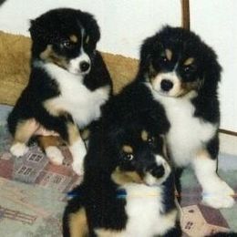 Australian Shepherd Puppies from Crystal Peak Australian Shepherds