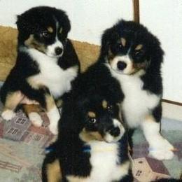 Australian Shepherd Puppies from Crystal Peak Australian Shepherds