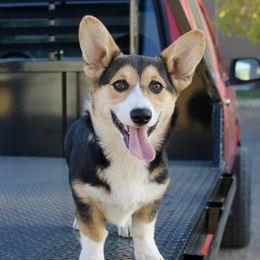 Balenciaga - Black and tan male Pembroke Welsh Corgi puppy in Stockton, Utah from BW Corgis