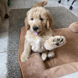 Boy 3 - male Goldendoodle puppy in Sugarcreek, Ohio from True Hearted Doodles