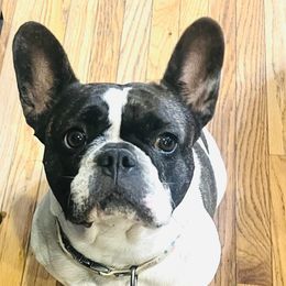 Maggie - French Bulldog