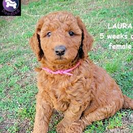 Laura - Red  female Goldendoodle puppy in Greer, South Carolina from South Paw Doodles