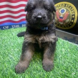 German Shepherd Puppies from American Viking GSD Ranch