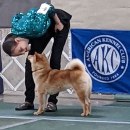 Kuma - Shiba Inu