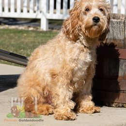 Chloe - Goldendoodle
