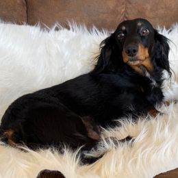 Harp - Dachshund