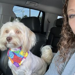 Jade - Havanese