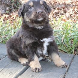 Jett - Red tri-color male Australian Shepherd puppy in Macon, Georgia from Shaina’s Shepherds