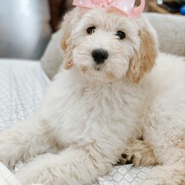 Goldendoodle and Golden Retriever Puppies from Cajun Doodles and Retrievers