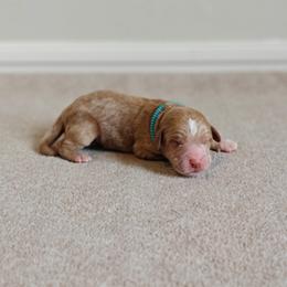 Light Blue Boy - Apricot male Goldendoodle puppy in Guthrie, Oklahoma from Edmond Doodles, LLC