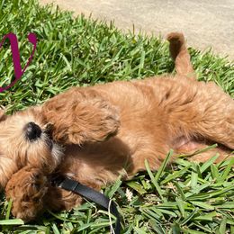 Goldendoodle Puppies from Melodies Daytona Doodles