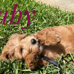 Goldendoodle Puppies from Melodies Daytona Doodles