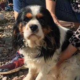 Romeo - Cavalier King Charles Spaniel
