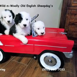 Old English Sheepdog Puppies from Wild-n-Woolly Old English Sheepdogs