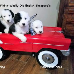Old English Sheepdog Puppies from Wild-n-Woolly Old English Sheepdogs
