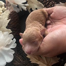 Blue Moon - Red  male Poodle puppy in Hemet, California from Vallevistadoodles
