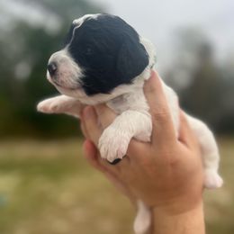 Dark green collar - Black and white male Sheepadoodle puppy in Hudson, Florida from Tampa Sheepadoodles