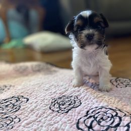 Biewer Terrier and Yorkshire Terrier Puppies from Heritage Yorkie and Biewers Kennel