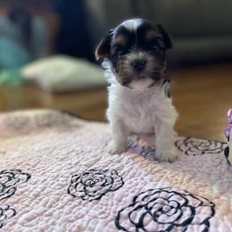 Biewer Terrier and Yorkshire Terrier Puppies from Heritage Yorkie and Biewers Kennel