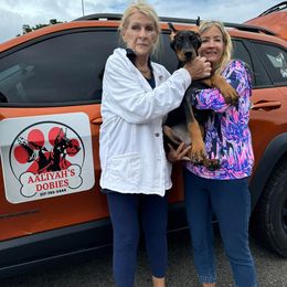 Doberman Pinscher Puppies from Aaliyah’s Dobies