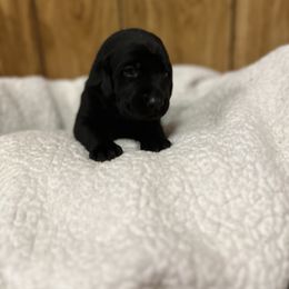 Labrador Retriever Puppies from Hunter’s Moon Retrievers