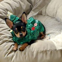 Chihuahua Puppies from Baxters Chihuahuas