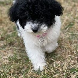 Poodles from Jennifer's Poodles
